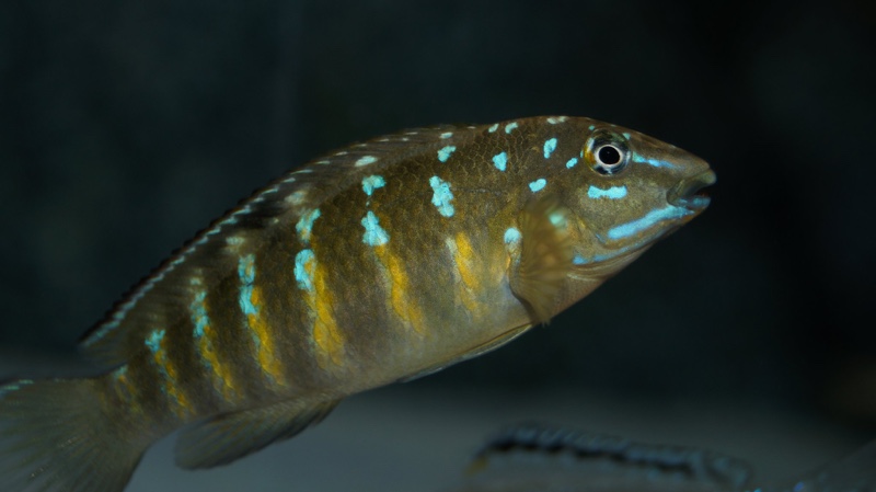 Tanganicodus cf. irsacae 'Tembwe (Deux)'